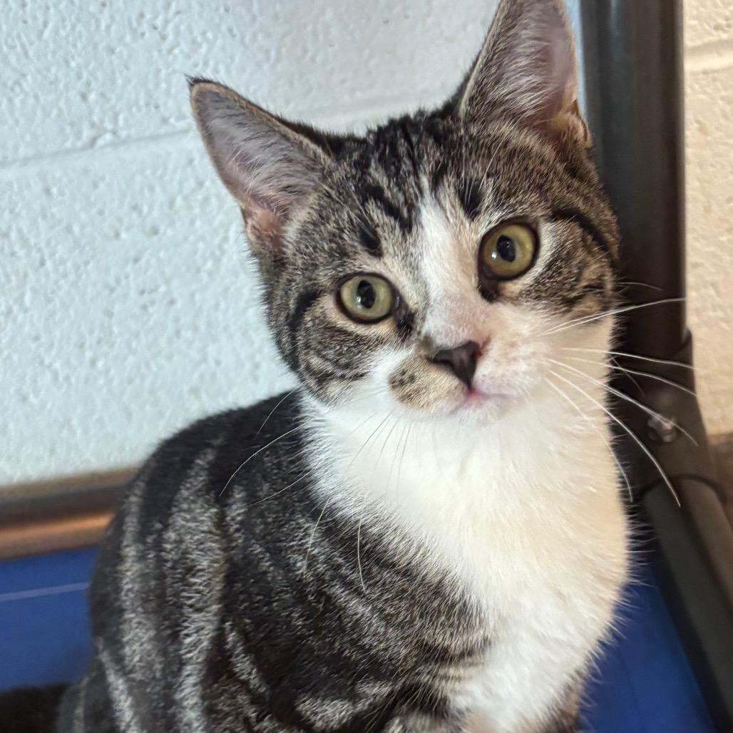 Cosmos 41C26, a Adoptable mixed breed in Napoleon, OH image 2/5