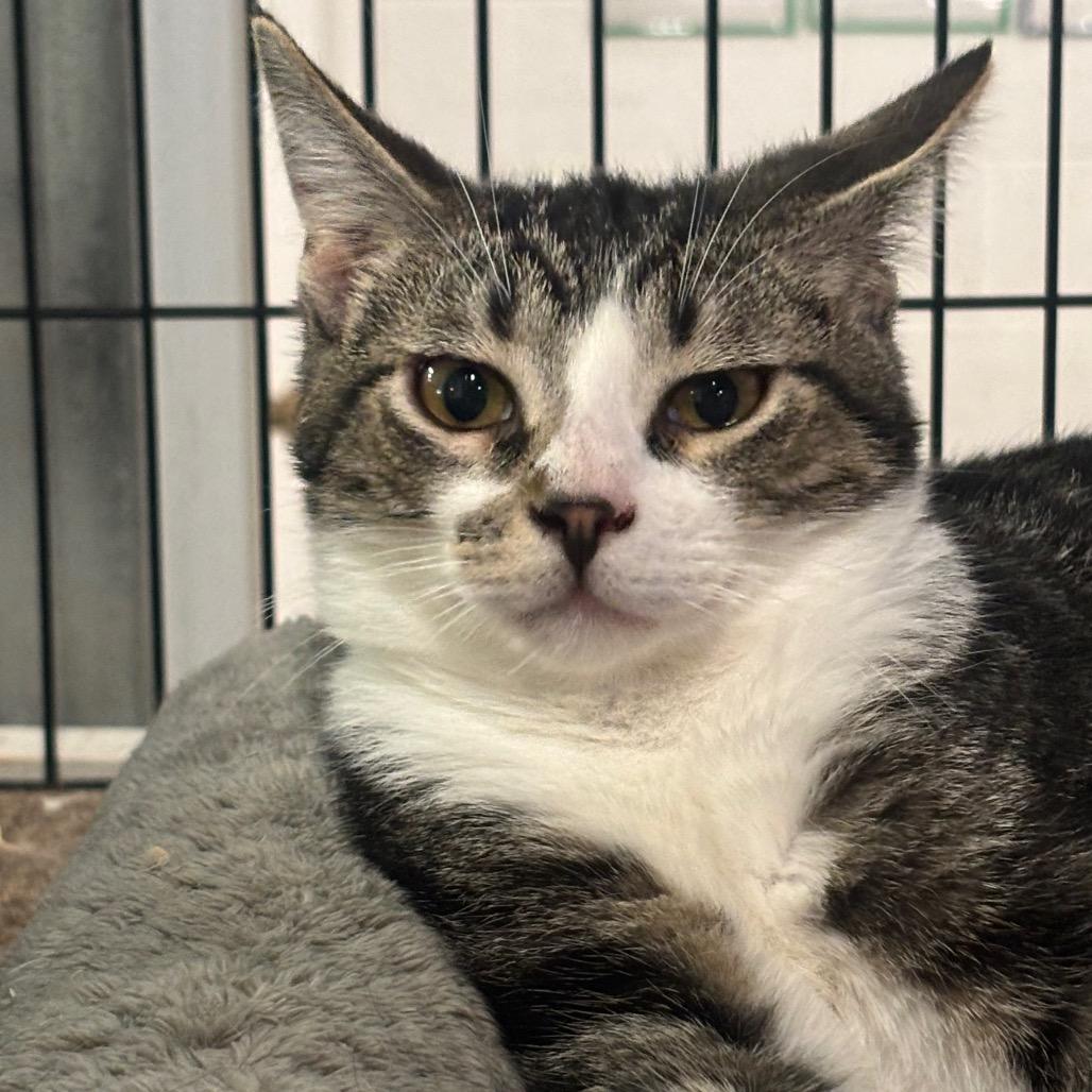 Cosmos 41C26, a Adoptable mixed breed in Napoleon, OH image 3/6