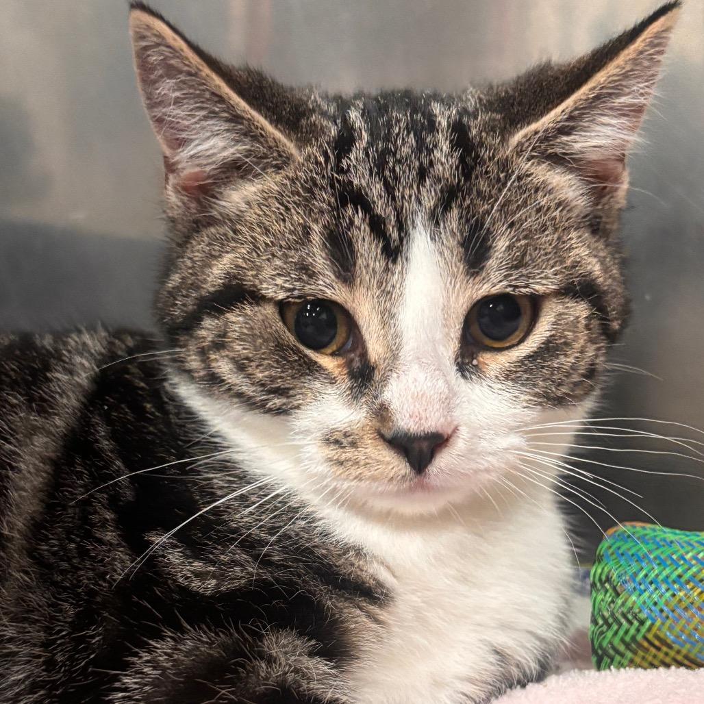 Cosmos 41C26, a Adoptable mixed breed in Napoleon, OH image 3/5