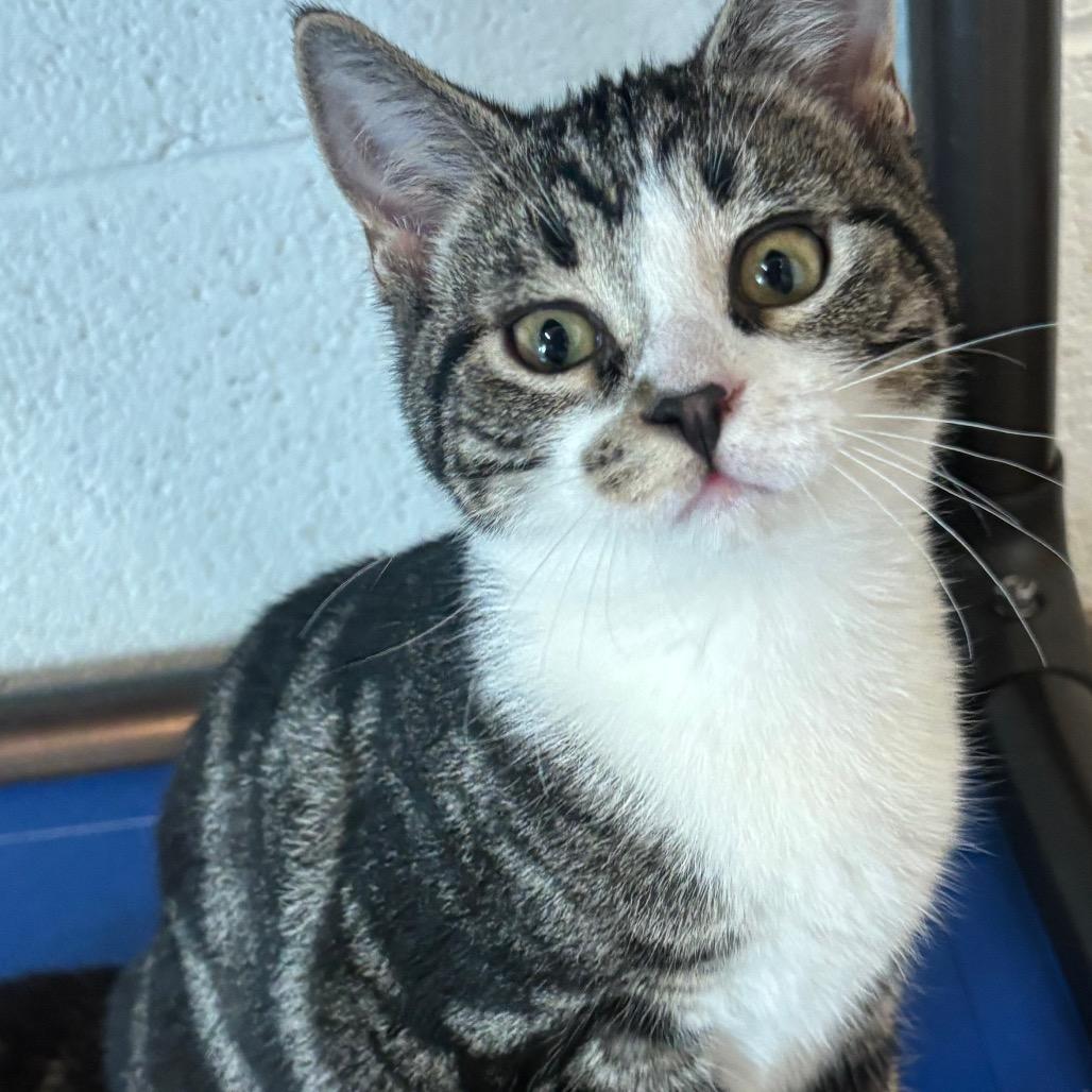 Cosmos 41C26, a Adoptable mixed breed in Napoleon, OH image 4/5
