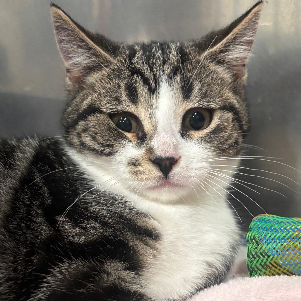 Cosmos 41C26, a Adoptable mixed breed in Napoleon, OH image 5/5