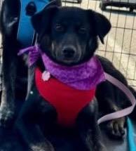 Enlarge Coco, a Adoptable mixed breed in North Syracuse, NY image 1/1