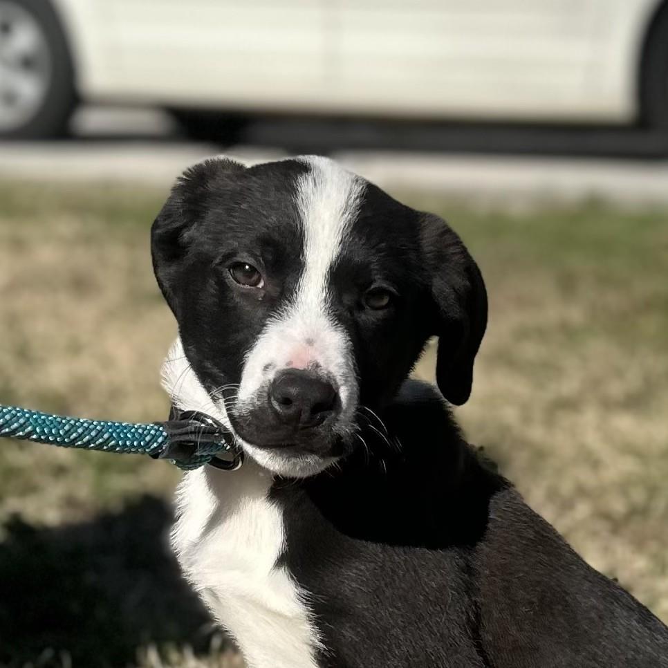 SMOKEY, a Adoptable Labrador Retriever in Hagerstown, MD image 2/3