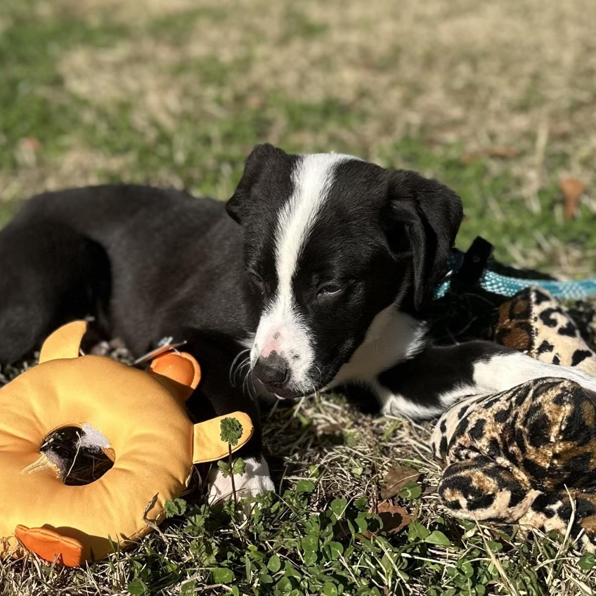 SMOKEY, a Adoptable Labrador Retriever in Hagerstown, MD image 3/3