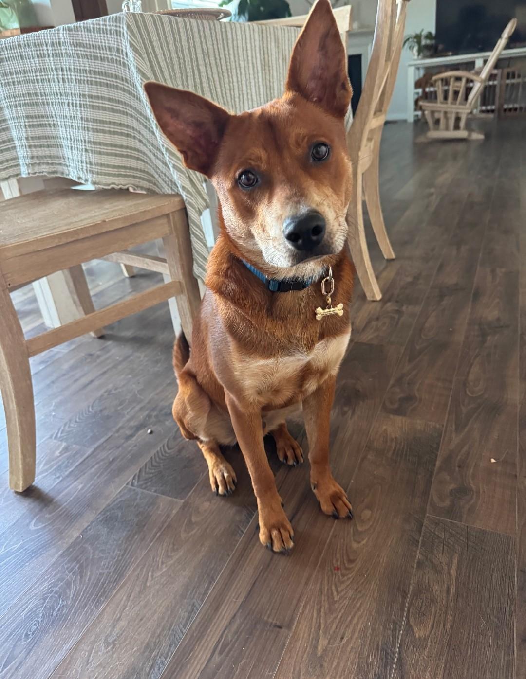 Enlarge RALPHIE, an adoptable mixed breed in Troutman, NC image 1/4