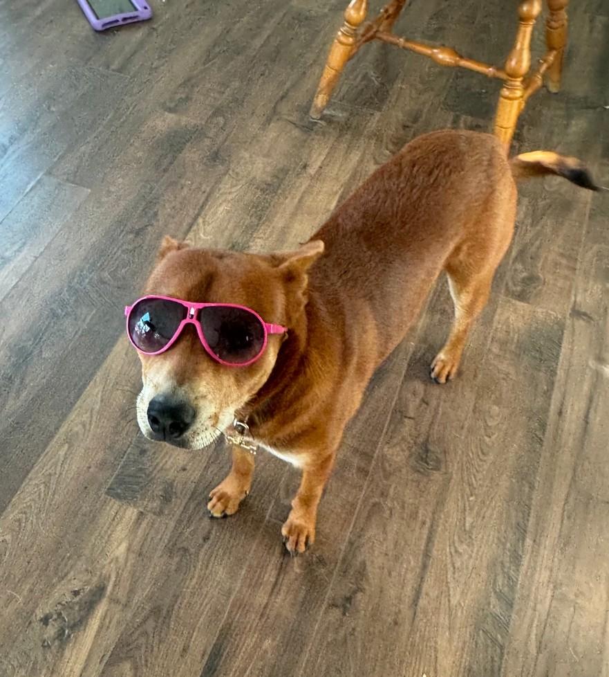 Enlarge RALPHIE, an adoptable mixed breed in Troutman, NC image 3/4