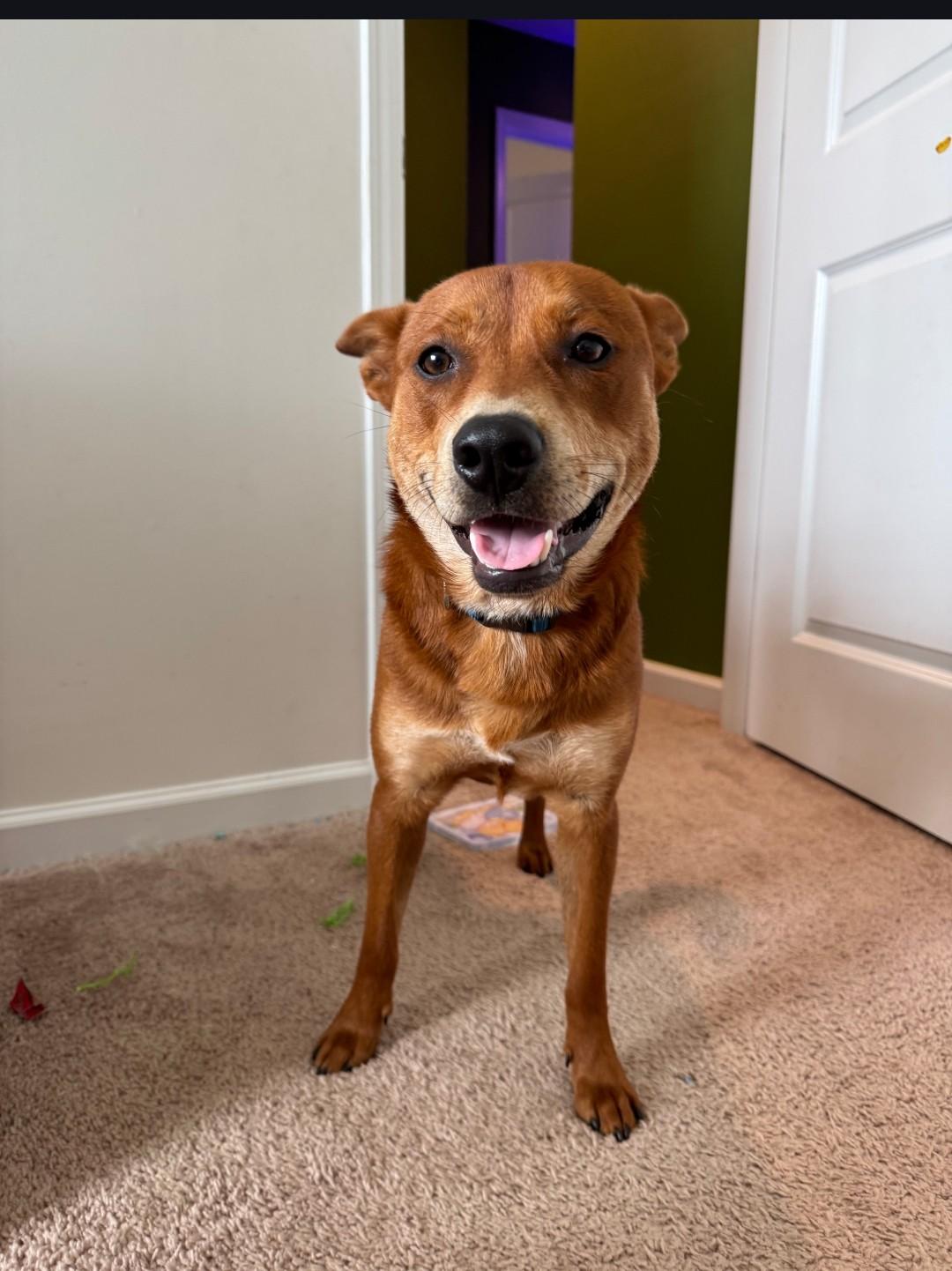 Enlarge RALPHIE, an adoptable mixed breed in Troutman, NC image 4/4