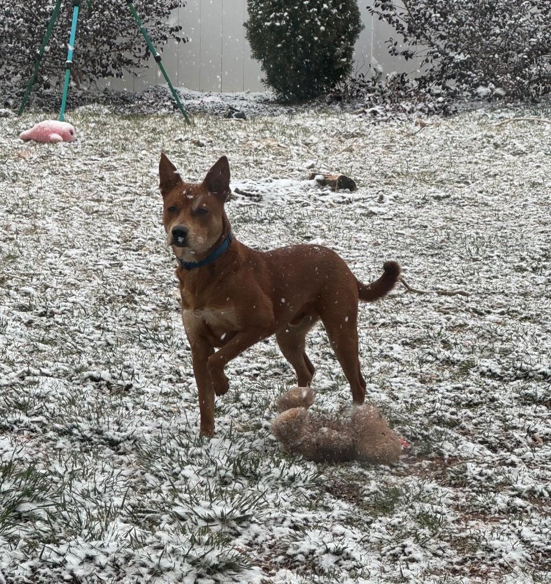 Enlarge RALPHIE, an adoptable mixed breed in Troutman, NC image 2/4