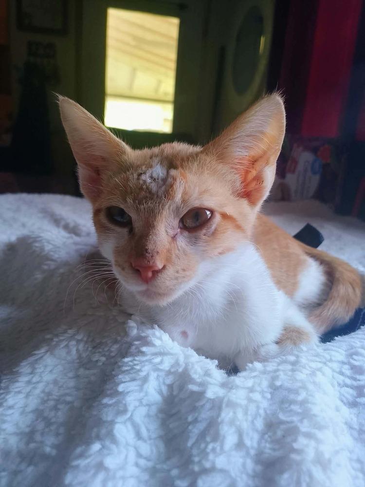 Scar, Adoptable, Kitten Male Domestic Short Hair.