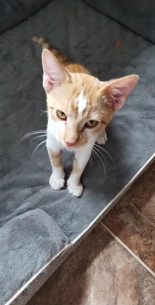 Enlarge Scar, a Adoptable Domestic Short Hair in Shawnee, OK image 2/5