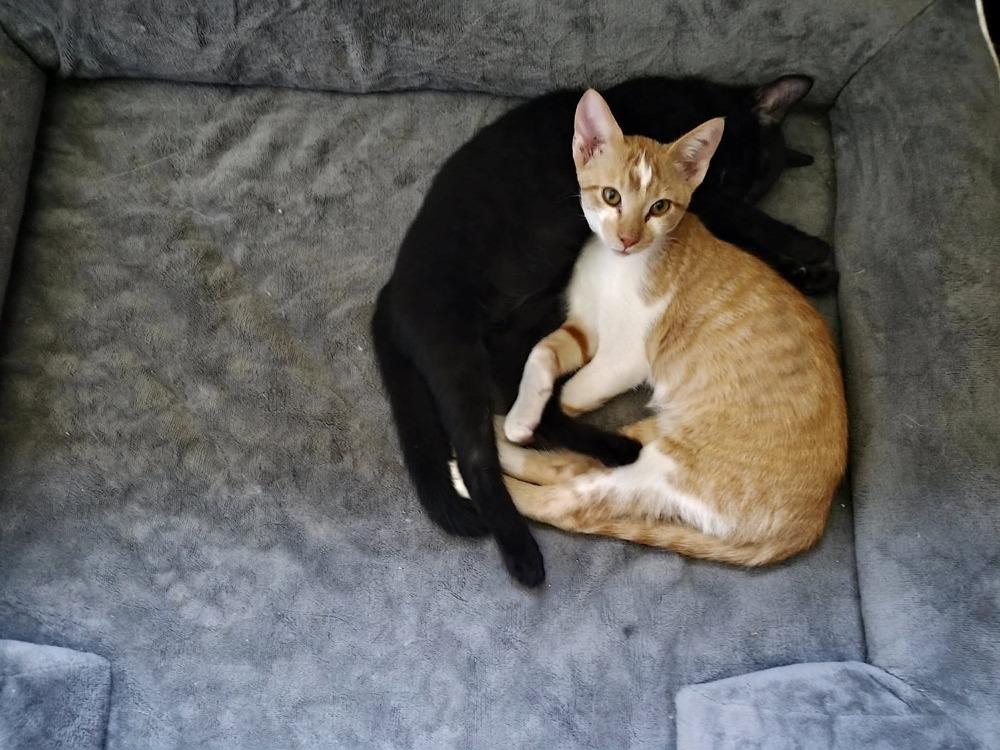 Enlarge Scar, a Adoptable Domestic Short Hair in Shawnee, OK image 3/5