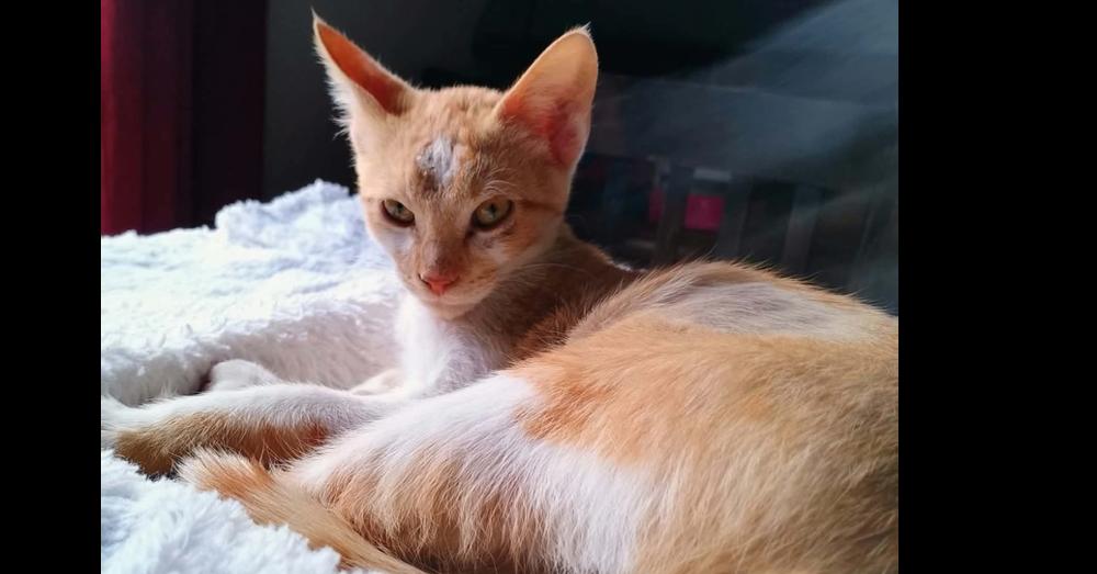 Enlarge Scar, a Adoptable Domestic Short Hair in Shawnee, OK image 5/5