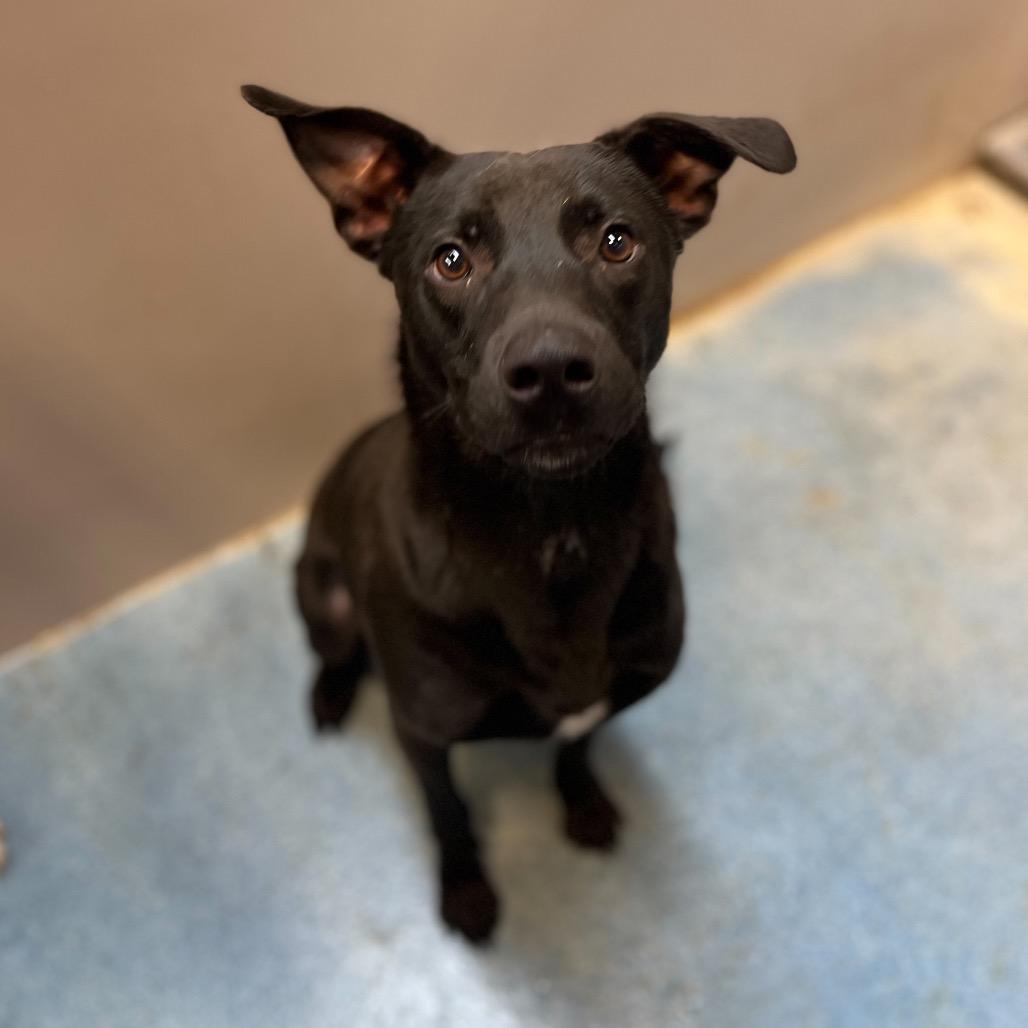 Reese, Adoptable, Young Male Pit Bull Terrier.