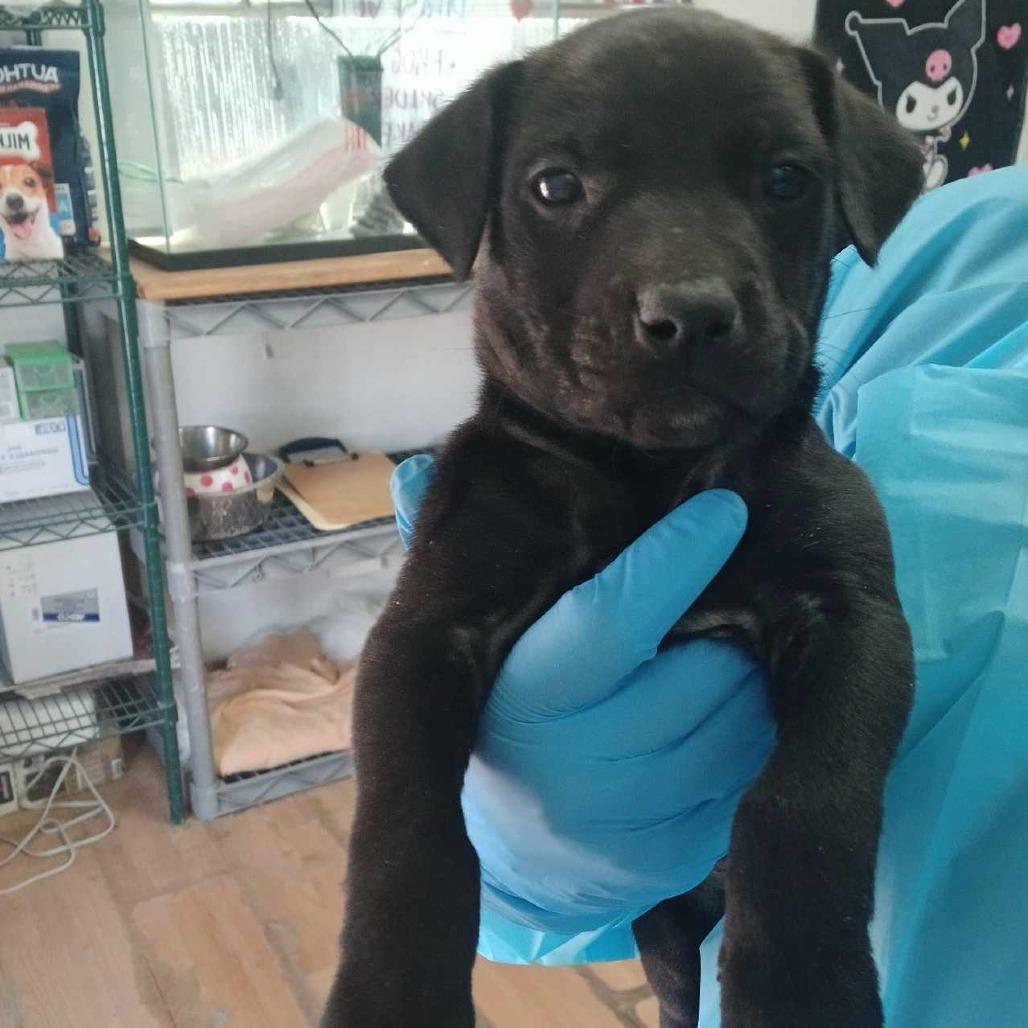 Enlarge Reese, a Adoptable Pit Bull Terrier in Edinburg, TX image 2/6