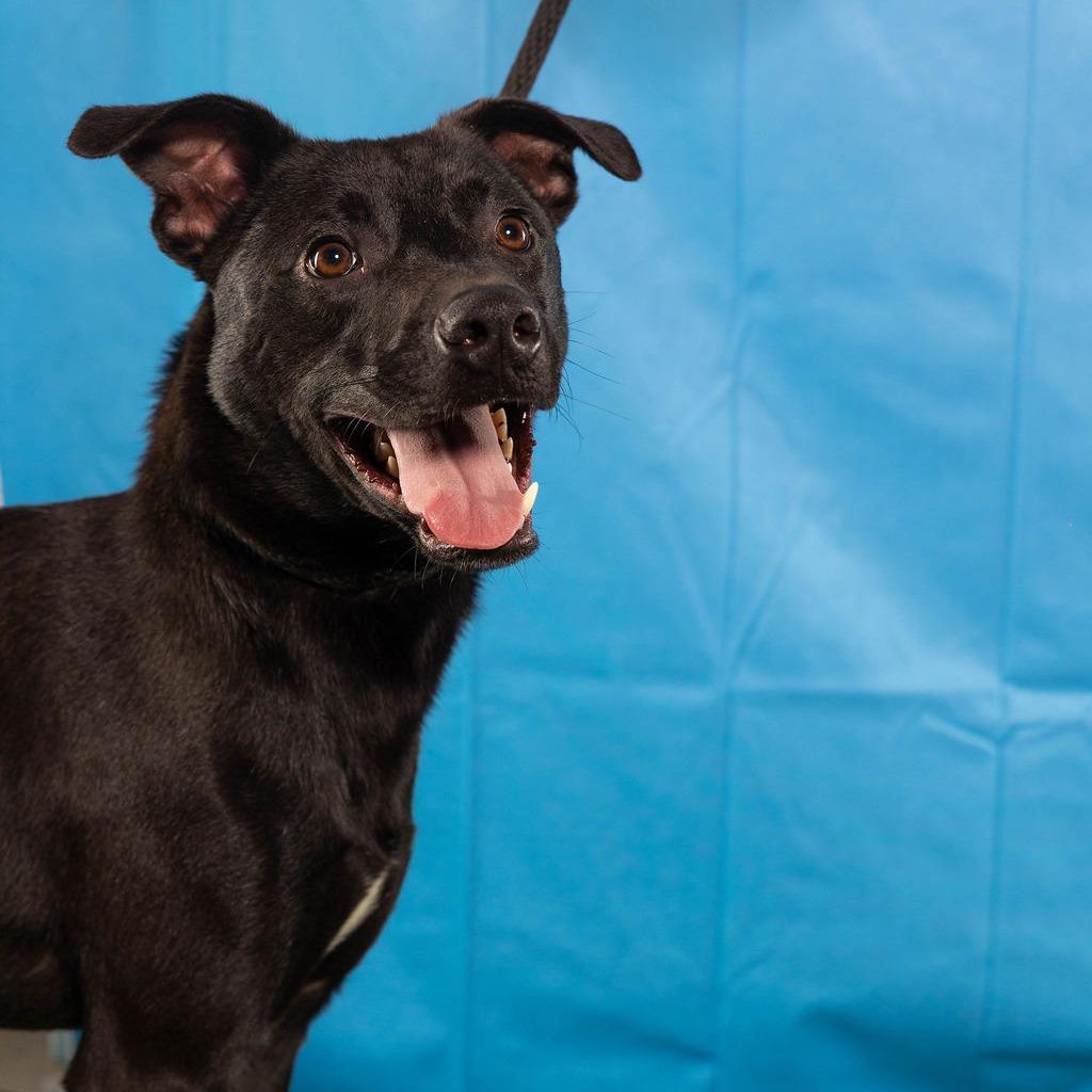 Enlarge Reese, a Adoptable Pit Bull Terrier in Edinburg, TX image 2/6