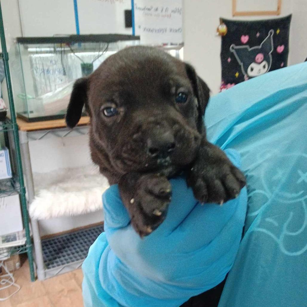 Enlarge Reese, a Adoptable Pit Bull Terrier in Edinburg, TX image 3/6