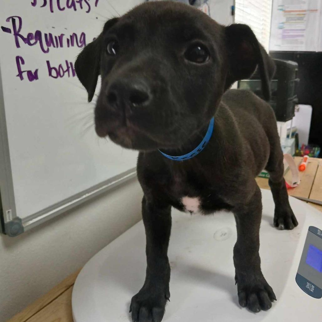 Enlarge Reese, a Adoptable Pit Bull Terrier in Edinburg, TX image 4/6