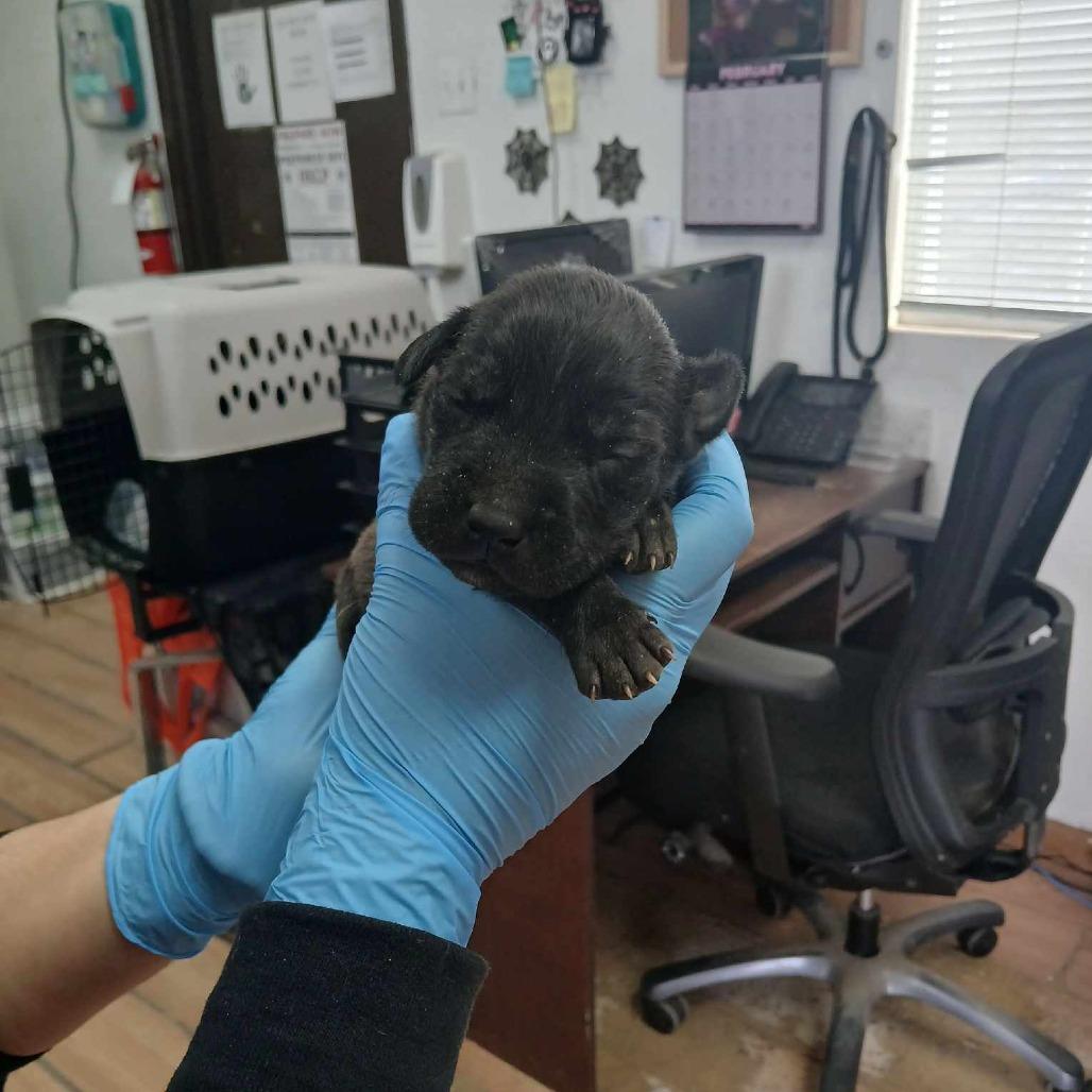 Enlarge Reese, a Adoptable Pit Bull Terrier in Edinburg, TX image 5/6