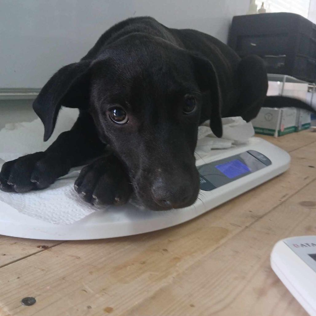 Enlarge Reese, a Adoptable Pit Bull Terrier in Edinburg, TX image 6/6