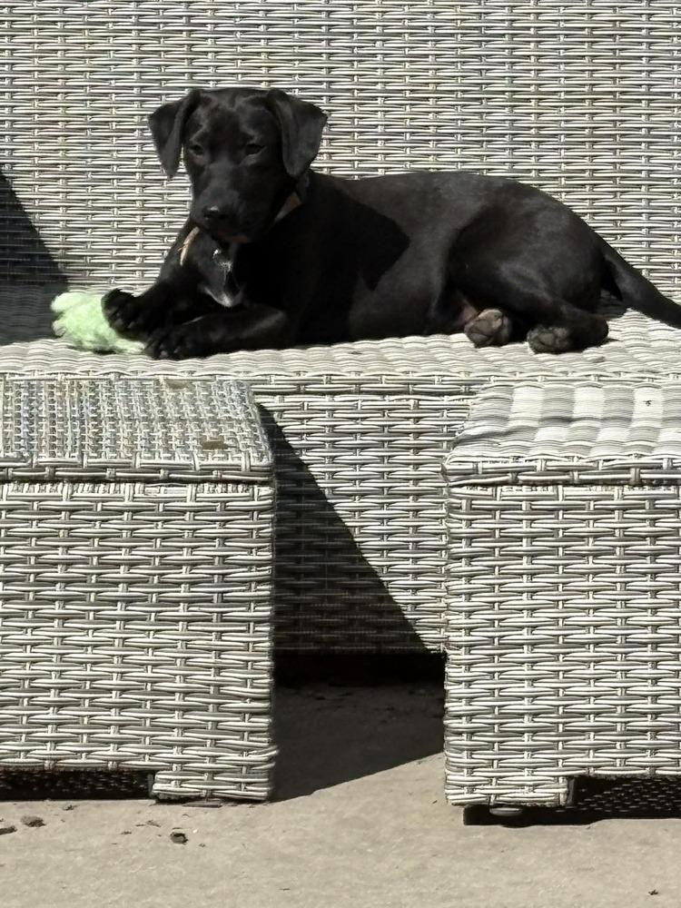 Shirley - Fostered in Omaha, a Adoptable mixed breed in Shawnee Mission, KS image 2/3