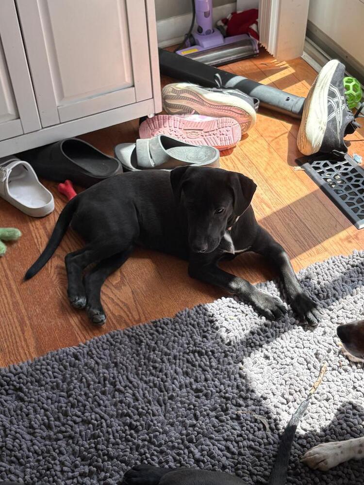 Enlarge Shirley - Fostered in Omaha, a Adoptable mixed breed in Shawnee Mission, KS image 2/3