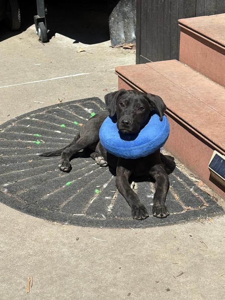 Enlarge Shirley - Fostered in Omaha, a Adoptable mixed breed in Shawnee Mission, KS image 3/3