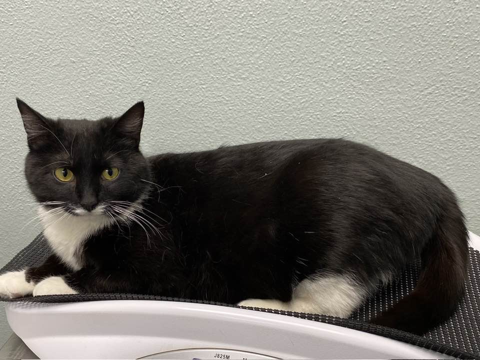 Kiki, a Adoptable Domestic Short Hair in Racine, WI image 6/6