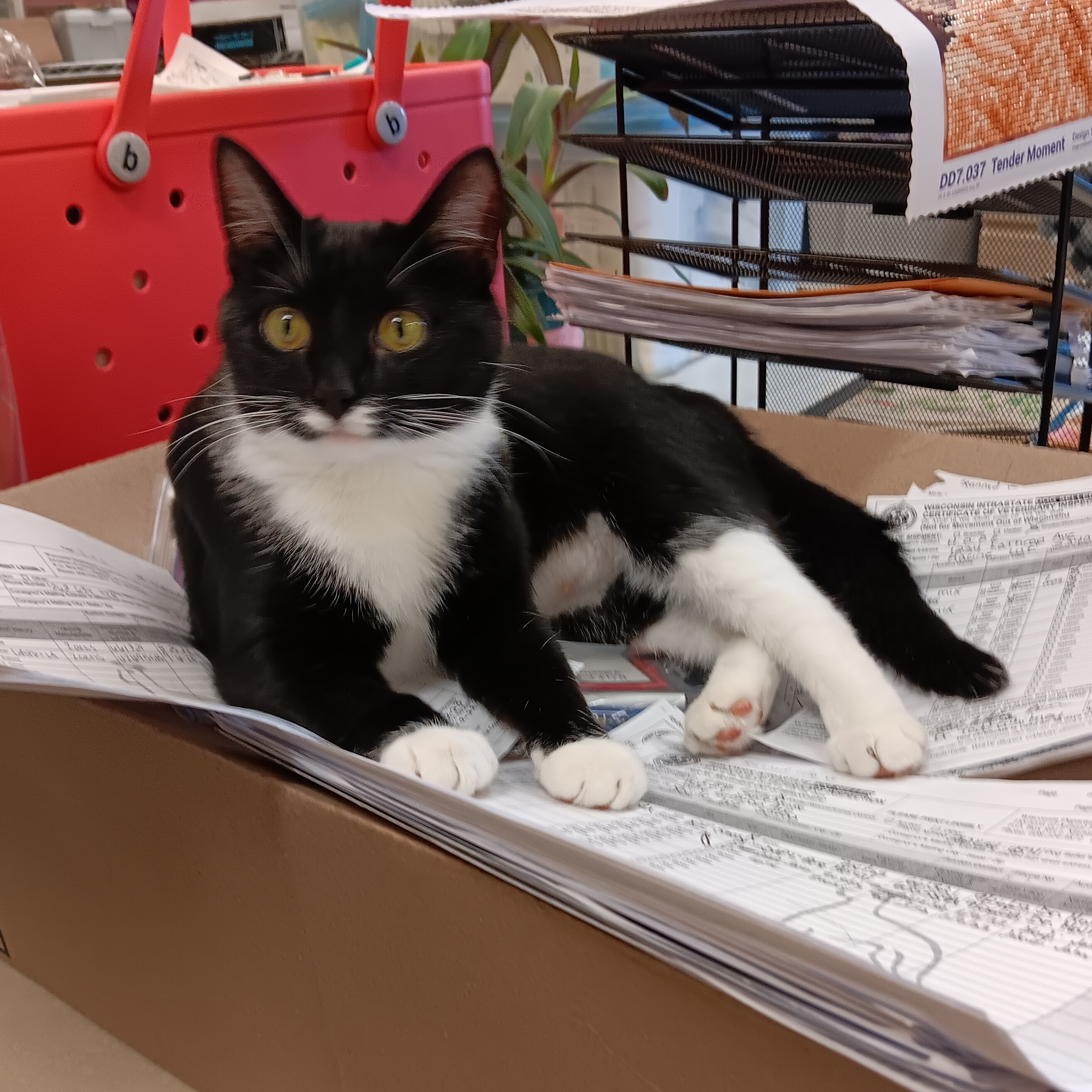 Kiki, a Adoptable Domestic Short Hair in Racine, WI image 1/6