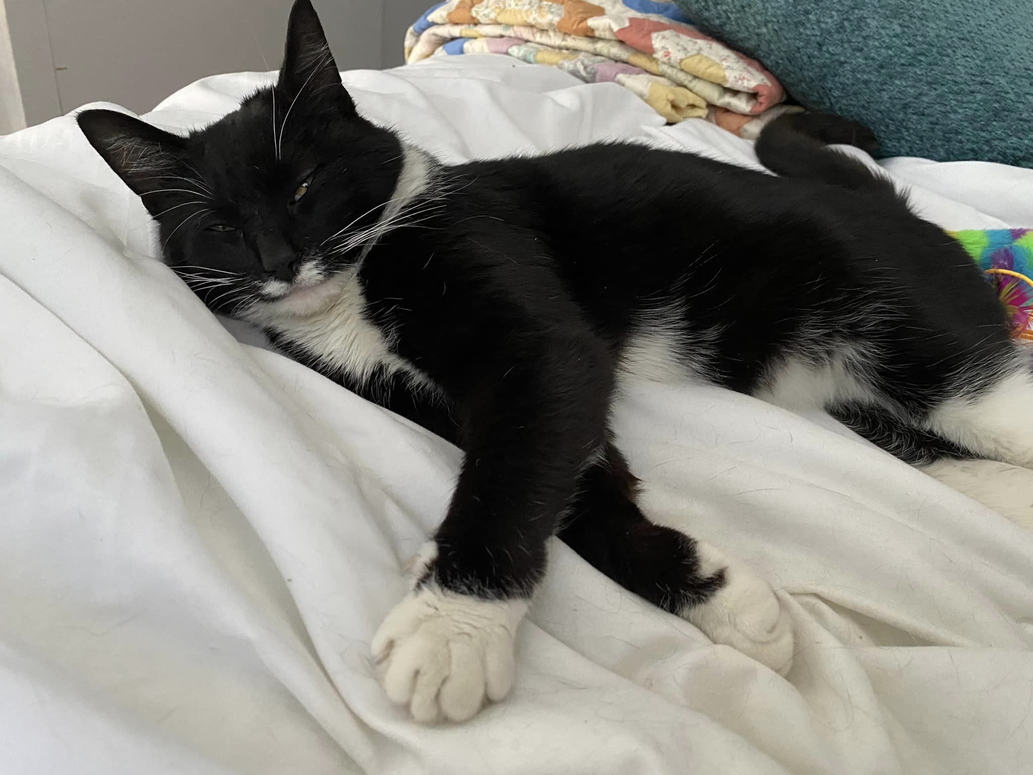 Kiki, a Adoptable Domestic Short Hair in Racine, WI image 4/6