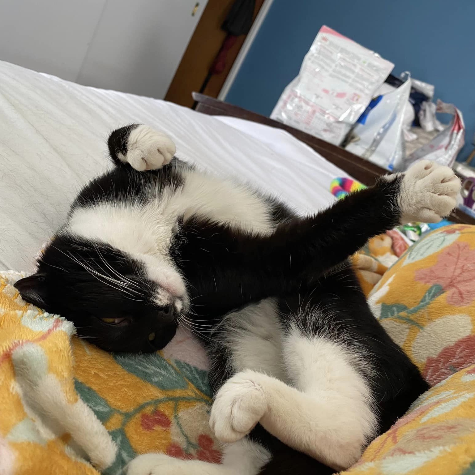 Kiki, a Adoptable Domestic Short Hair in Racine, WI image 2/6