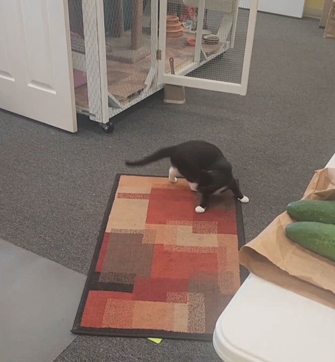 Enlarge Kiki, a Adoptable Domestic Short Hair in Racine, WI video 3/6