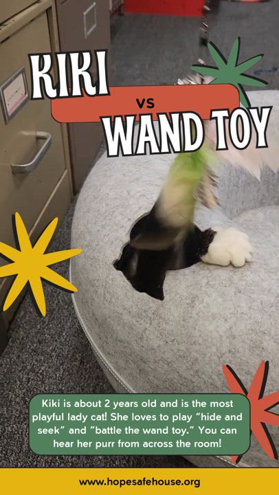 Enlarge Kiki, a Adoptable Domestic Short Hair in Racine, WI video 5/6