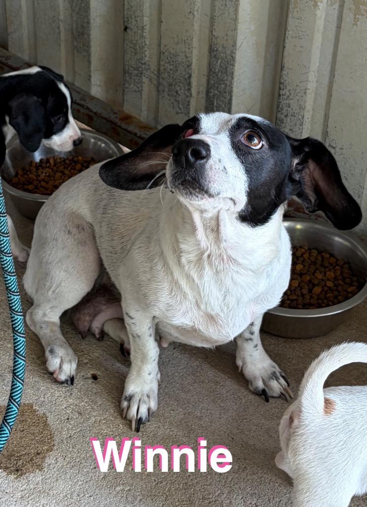 Winnie, Adoptable, Adult Female Terrier & Corgi.