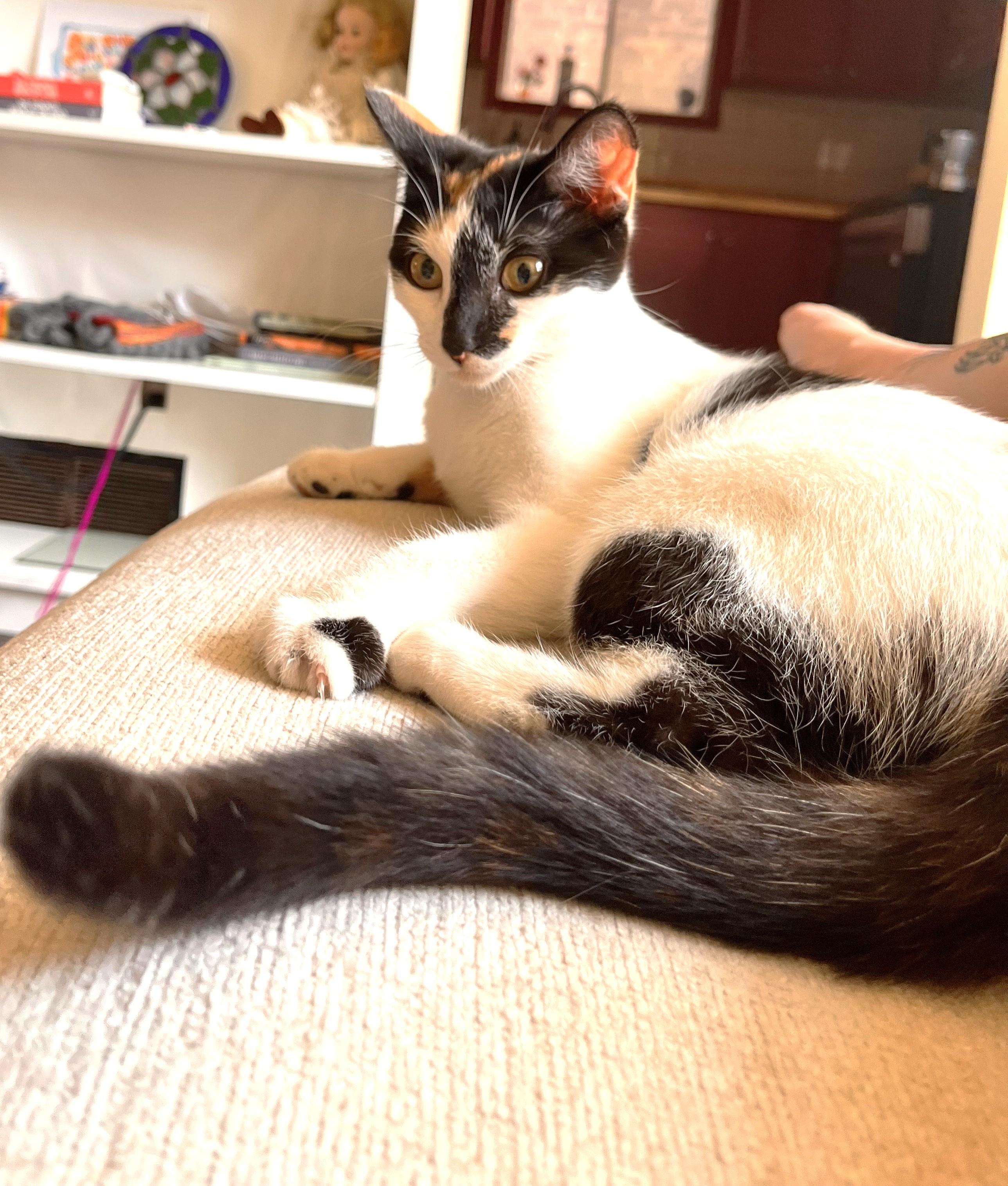 Heart Throb (Molly) photo 2