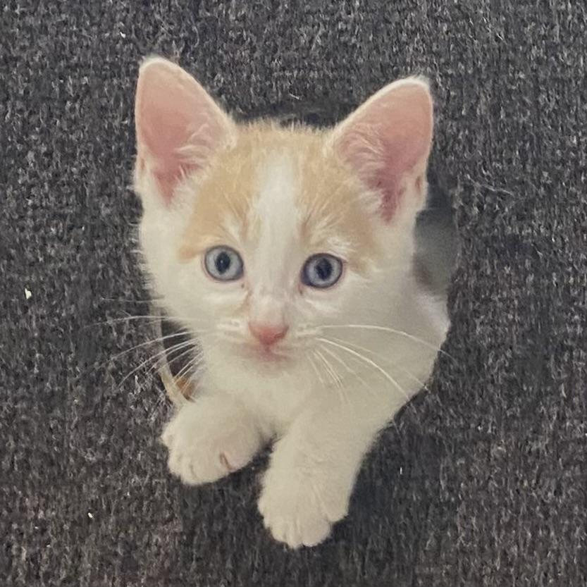 Angel, an adopted Domestic Short Hair in Stanstead, QC image 1/5