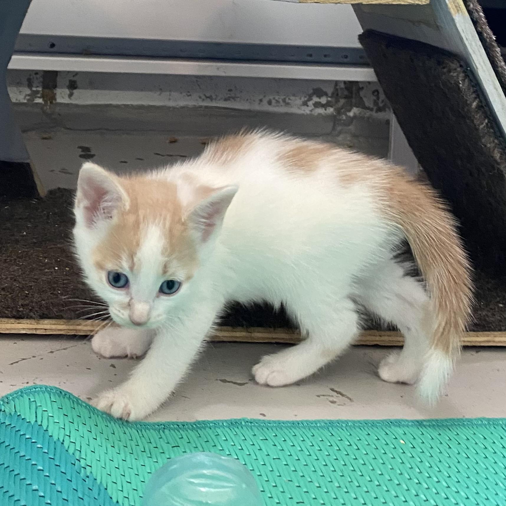 Angel, an adopted Domestic Short Hair in Stanstead, QC image 2/5