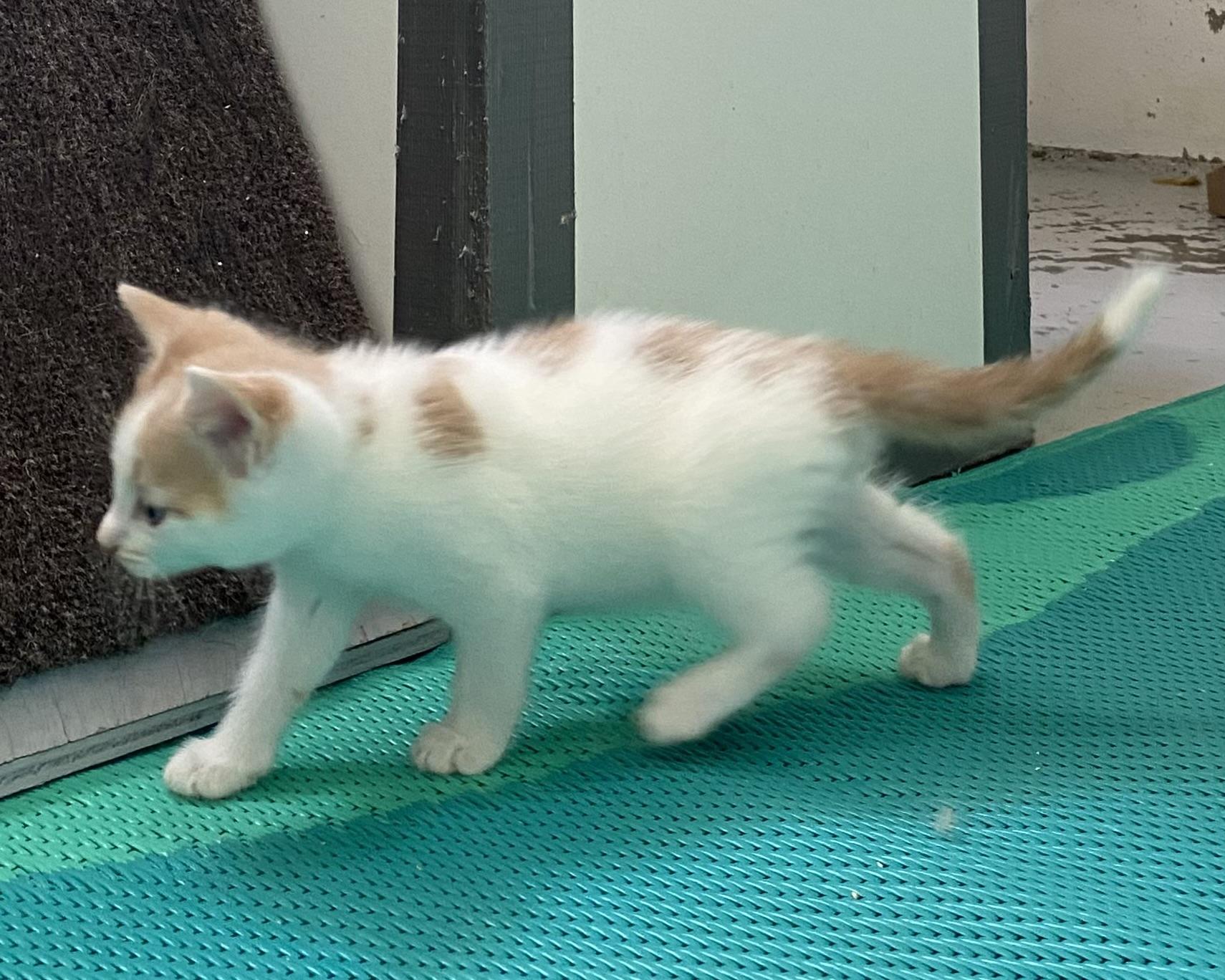 Angel, an adopted Domestic Short Hair in Stanstead, QC image 5/5