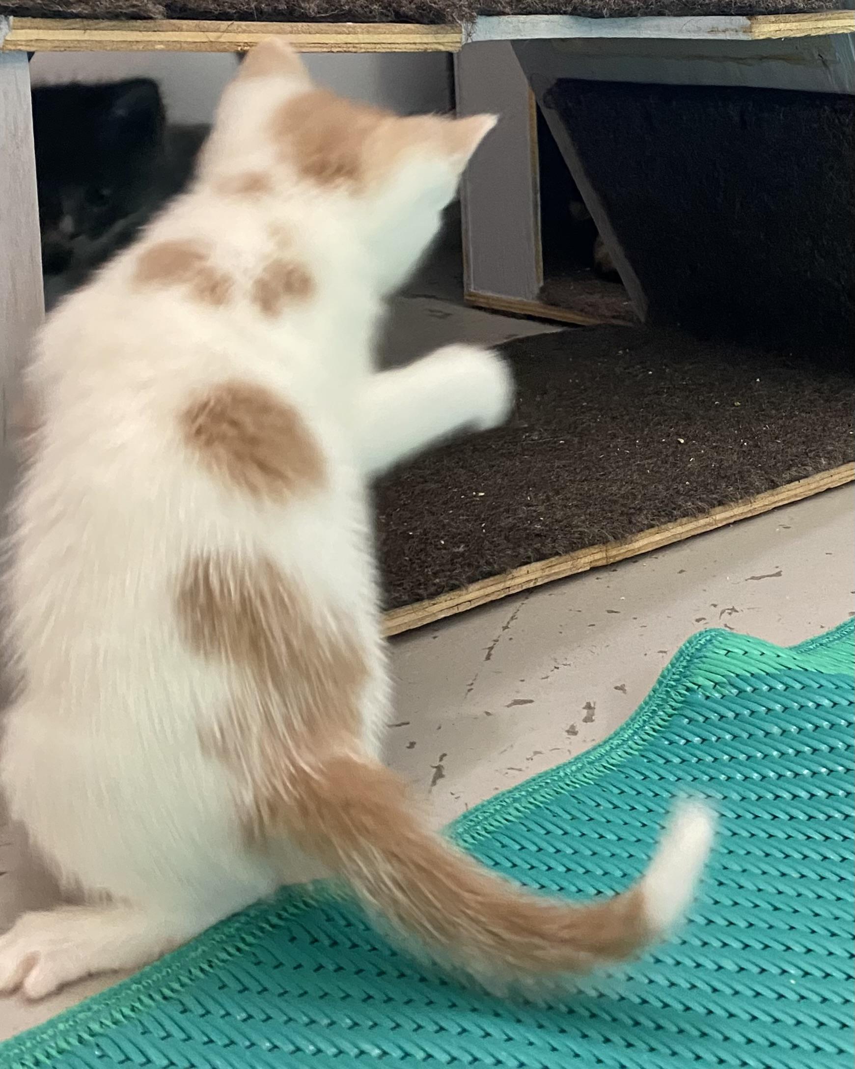 Angel, an adopted Domestic Short Hair in Stanstead, QC image 4/5