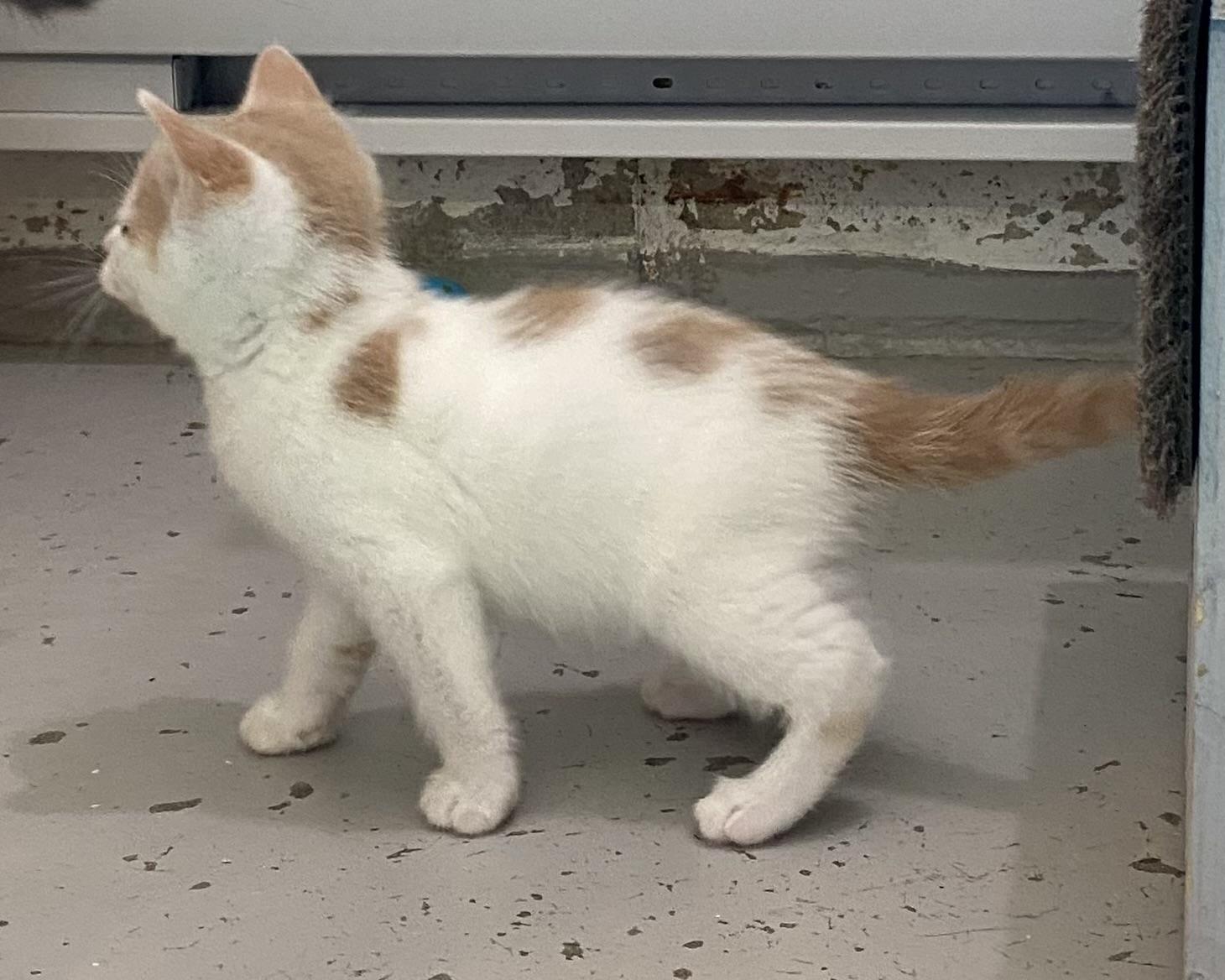 Angel, an adopted Domestic Short Hair in Stanstead, QC image 3/5