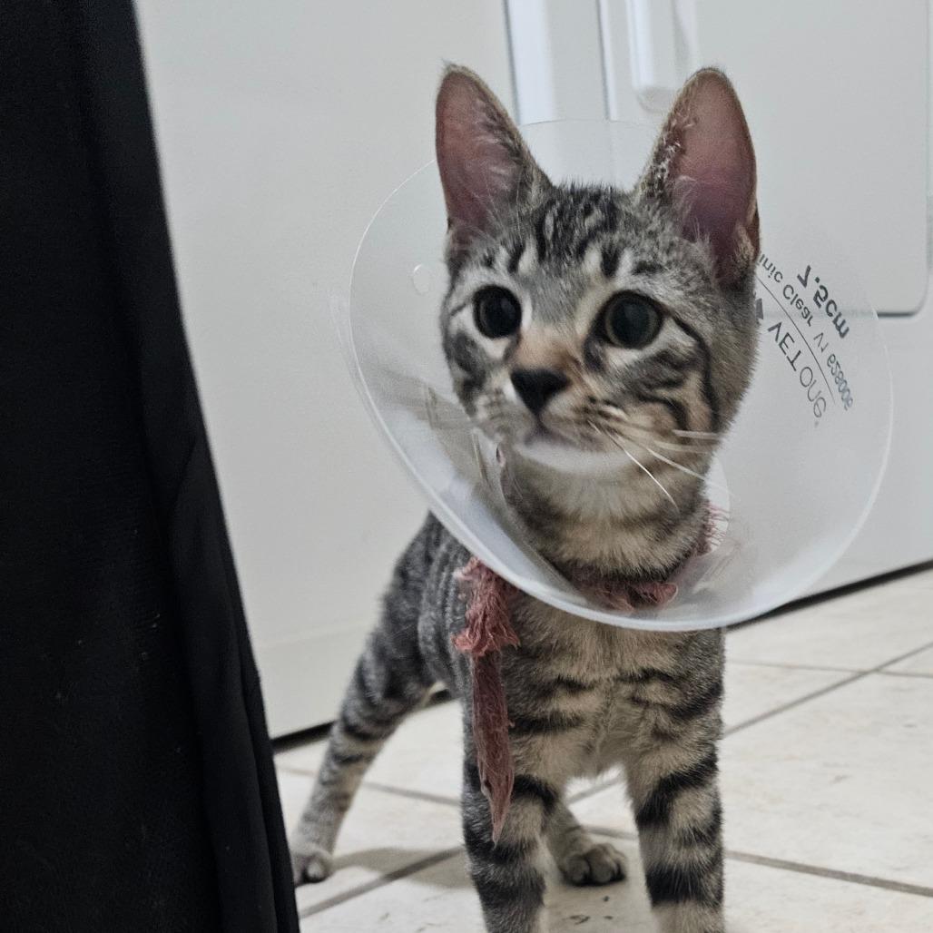 Miley, Adoptable, Young Female Domestic Short Hair.