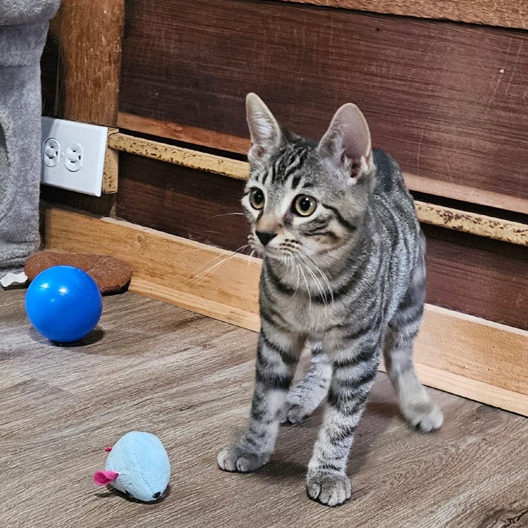 Enlarge Miley, a Adoptable Domestic Short Hair in Hattiesburg, MS image 2/6