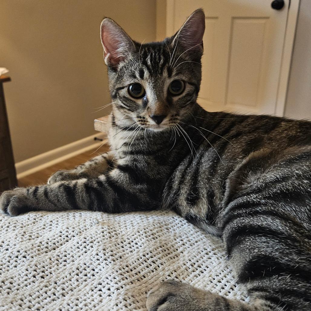 Enlarge Miley, a Adoptable Domestic Short Hair in Hattiesburg, MS image 3/6