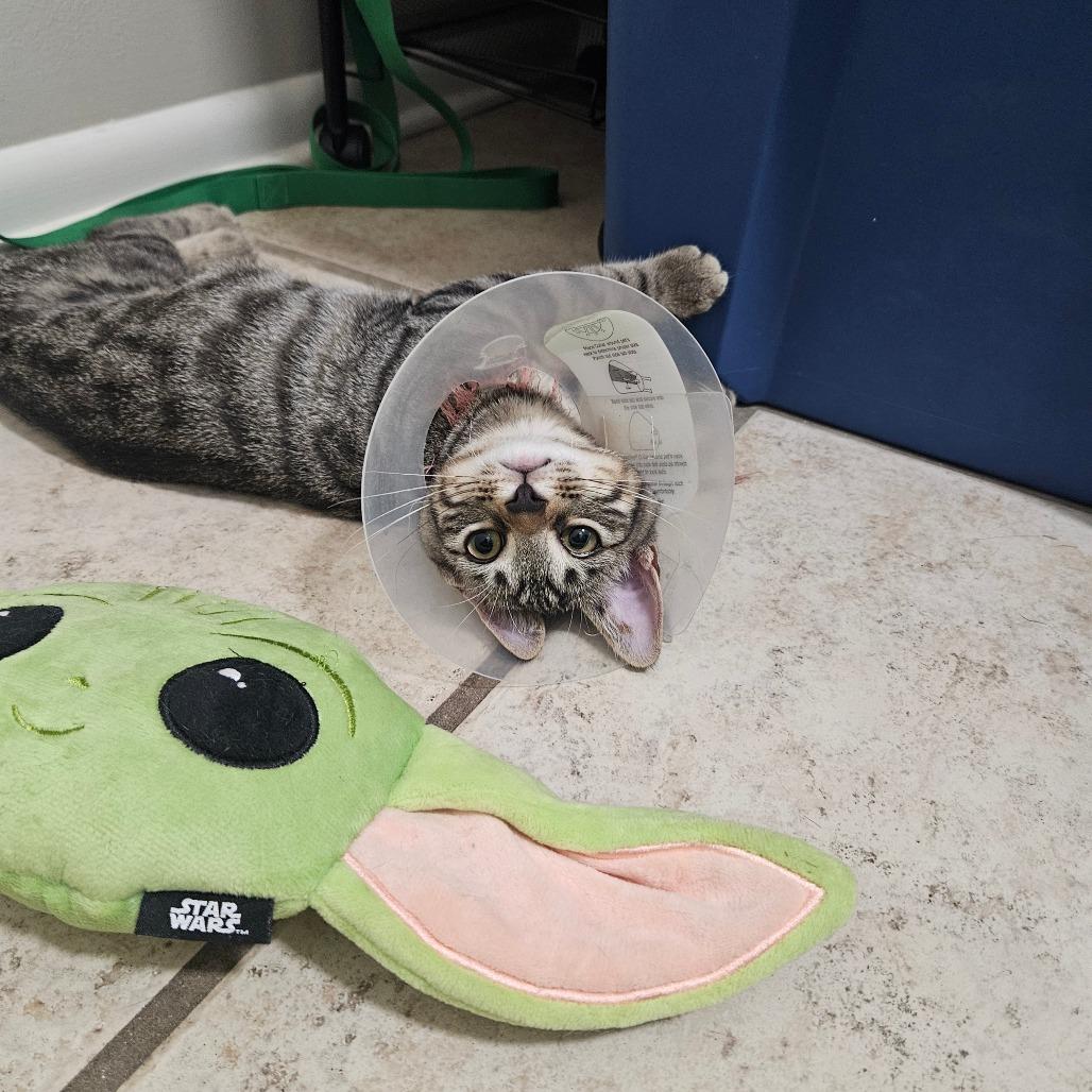 Enlarge Miley, a Adoptable Domestic Short Hair in Hattiesburg, MS image 5/6