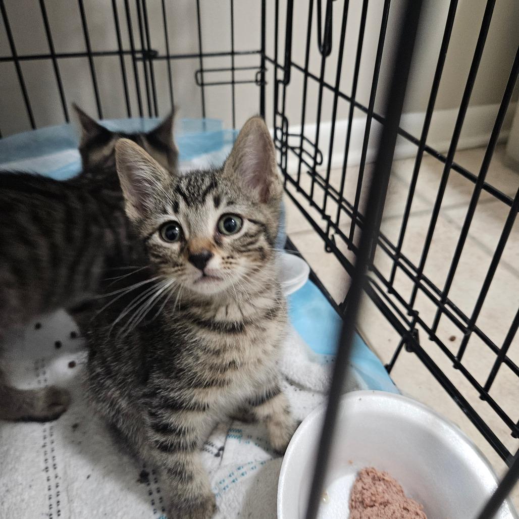 Enlarge Miley, a Adoptable Domestic Short Hair in Hattiesburg, MS image 6/6