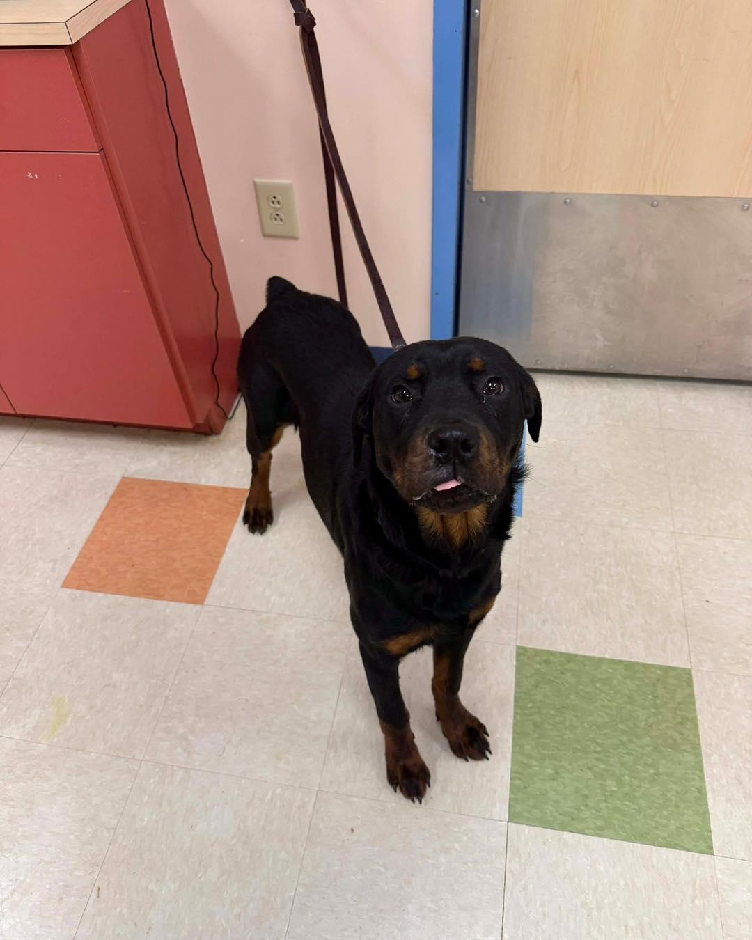 Enlarge Turtle, a ADOPTABLE Rottweiler in Pittsboro, NC image 1/2