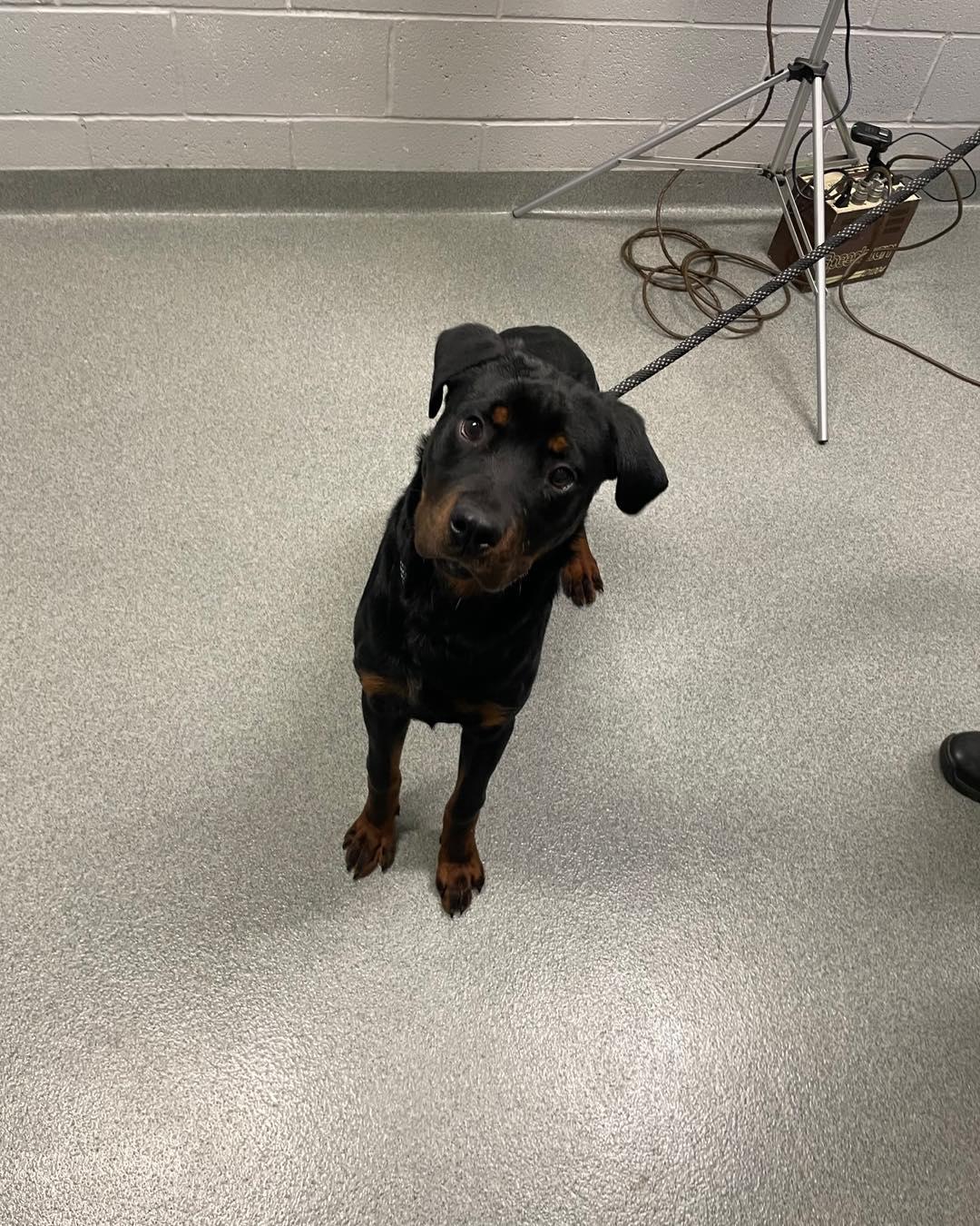 Enlarge Turtle, a ADOPTABLE Rottweiler in Pittsboro, NC image 2/2
