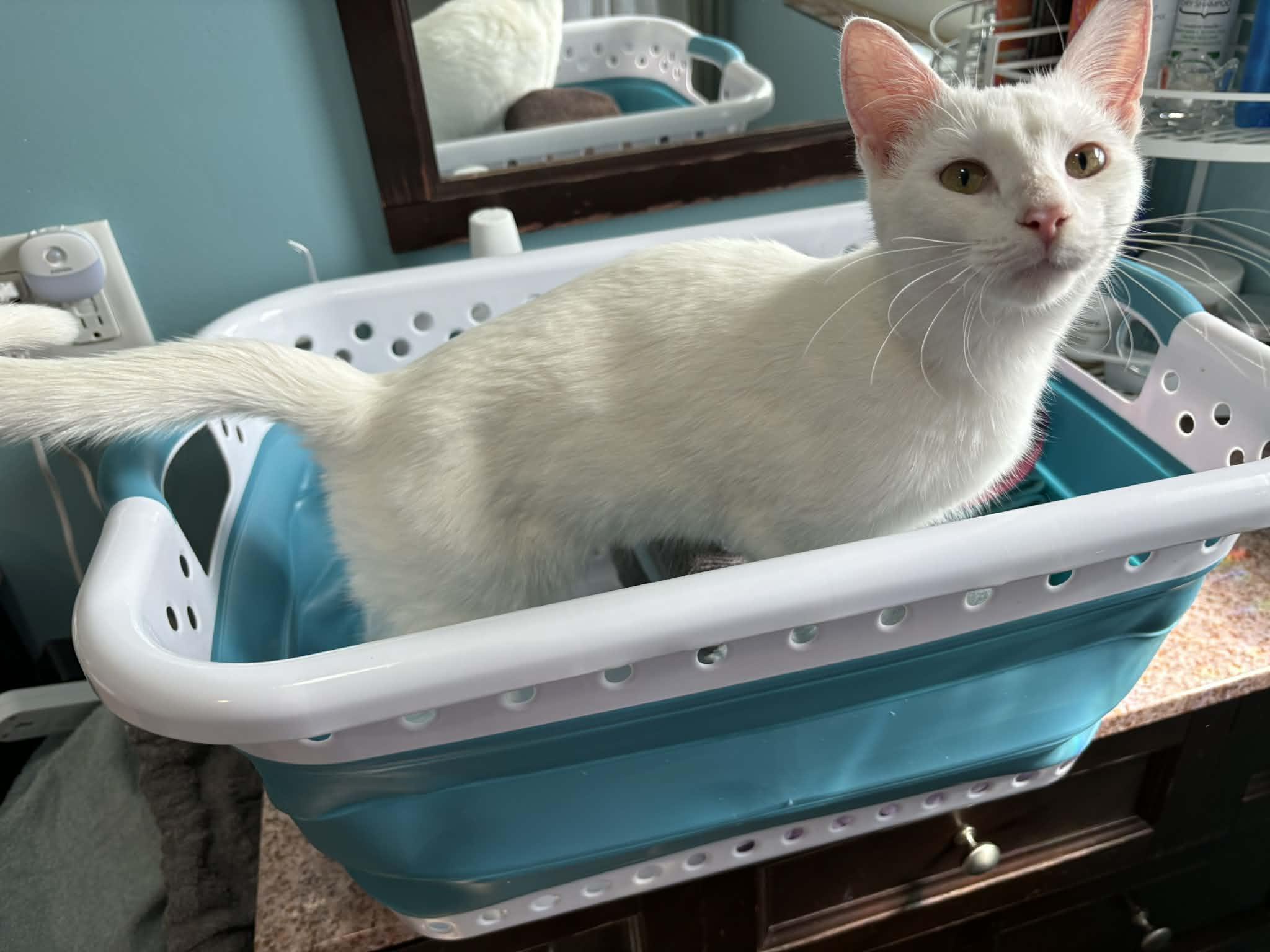 Enlarge Gwen , a ADOPTABLE Domestic Short Hair in West Lafayette, IN image 1/3