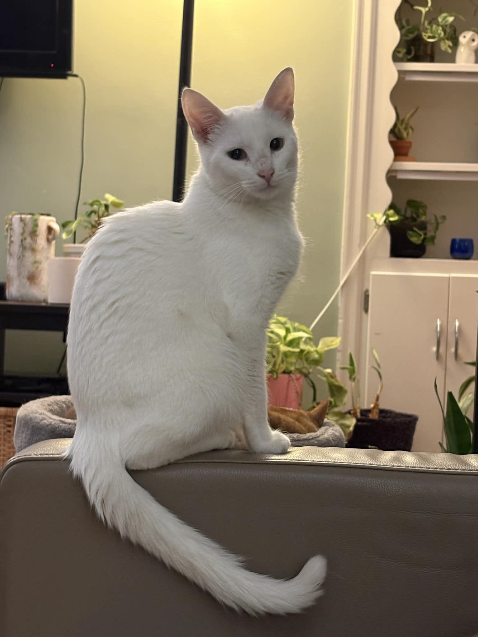 Enlarge Gwen , a ADOPTABLE Domestic Short Hair in West Lafayette, IN image 2/3