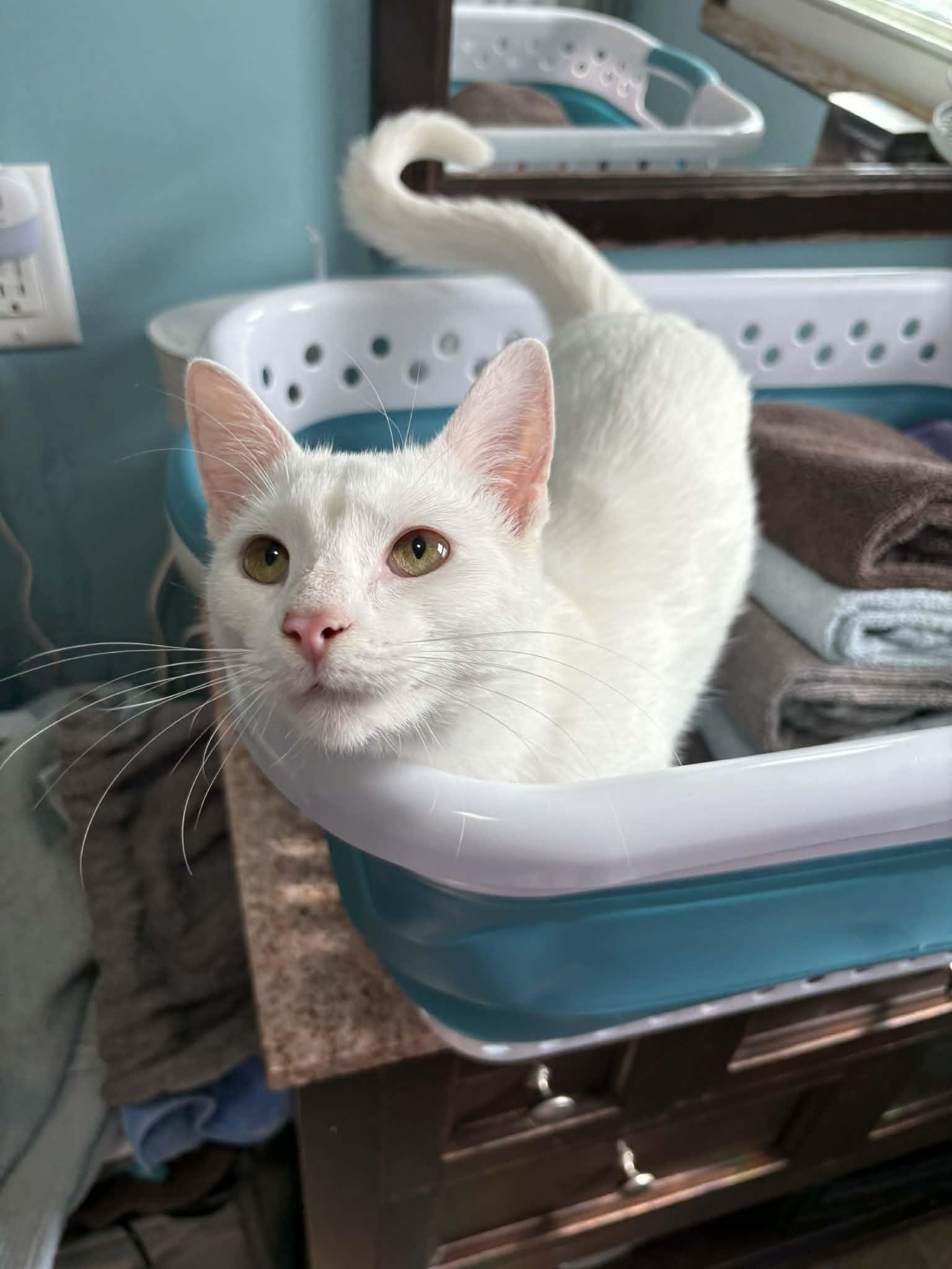 Enlarge Gwen , a ADOPTABLE Domestic Short Hair in West Lafayette, IN image 3/3