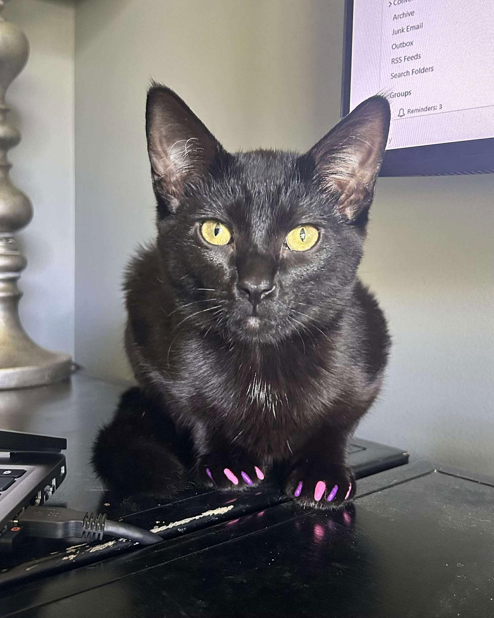 Enlarge Sweet Dee(andra Reynolds), a Adoptable Domestic Short Hair in Burton, MI image 1/3